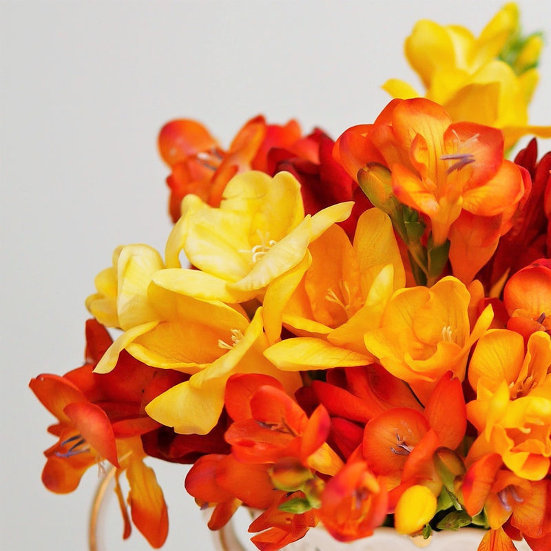 Freesia Burning Embers Collection