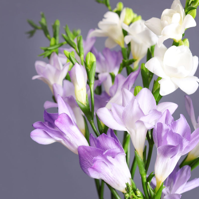 Freesia - Clear Skies Collection