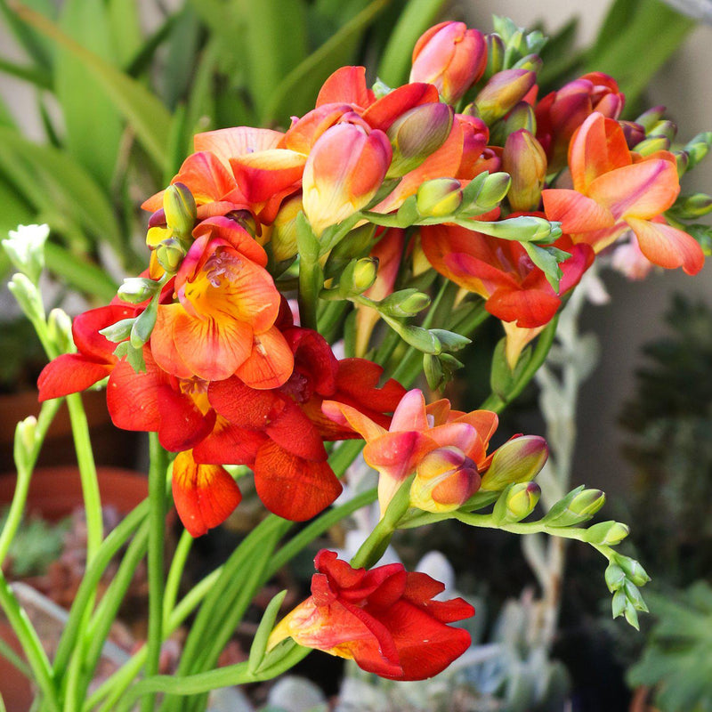 Bright scarlet blooms with generous yellow hearts make this a favorite freesia for cut flower arrangements