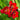 Double freesia bicolor flowers