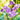 Purple freesia blooms