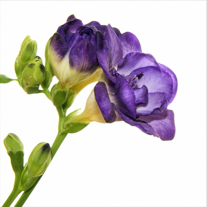 Double purple freesia blooms