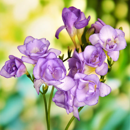Double blue freesia flowers