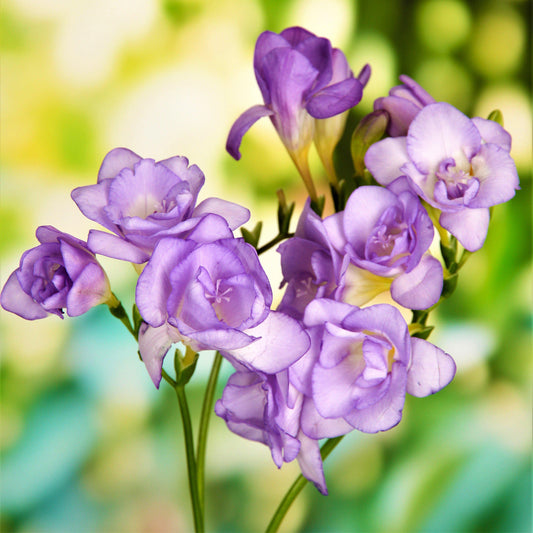 Double blue freesia flowers