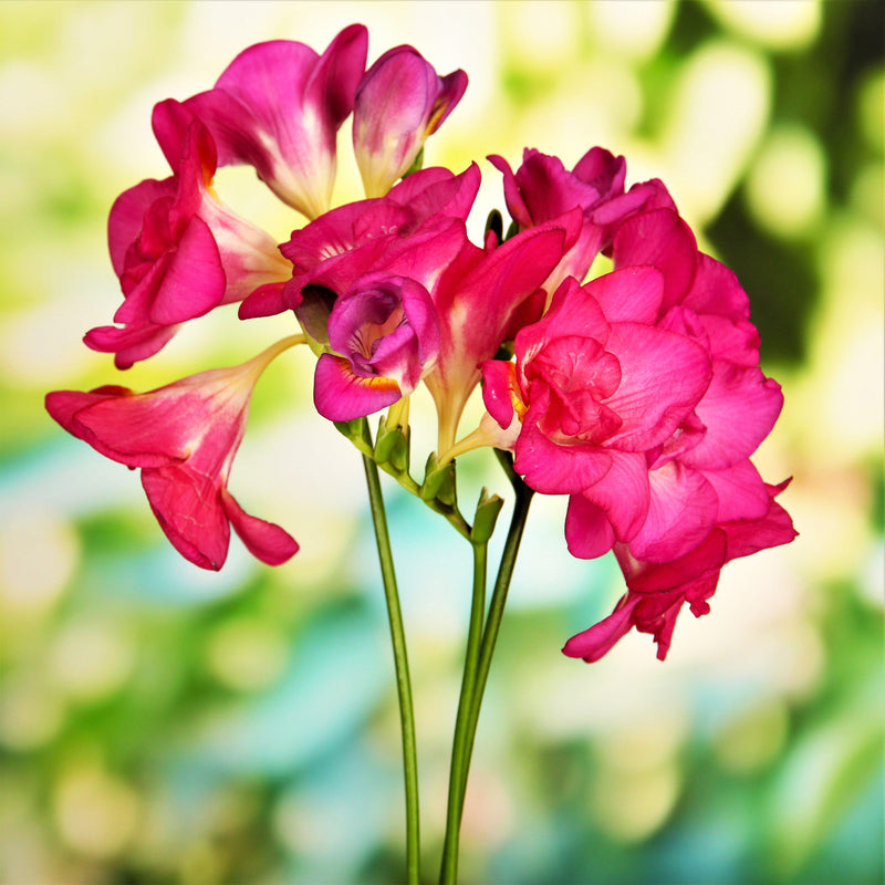 Double pink freesia flowers