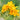 Yellow double freesia blooms