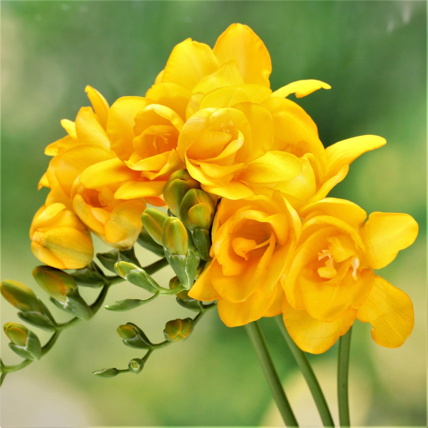 Double yellow freesia blooms