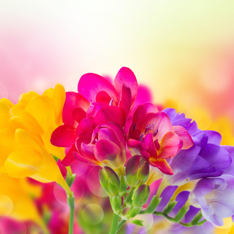 Pink, yellow, purple freesia flowers