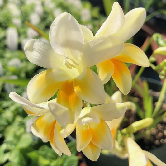 White and yellow Freesia Alba