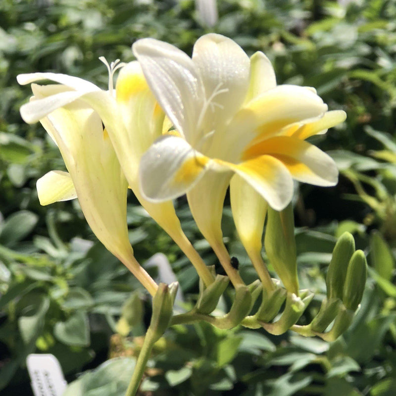 White and yellow freesia flowers