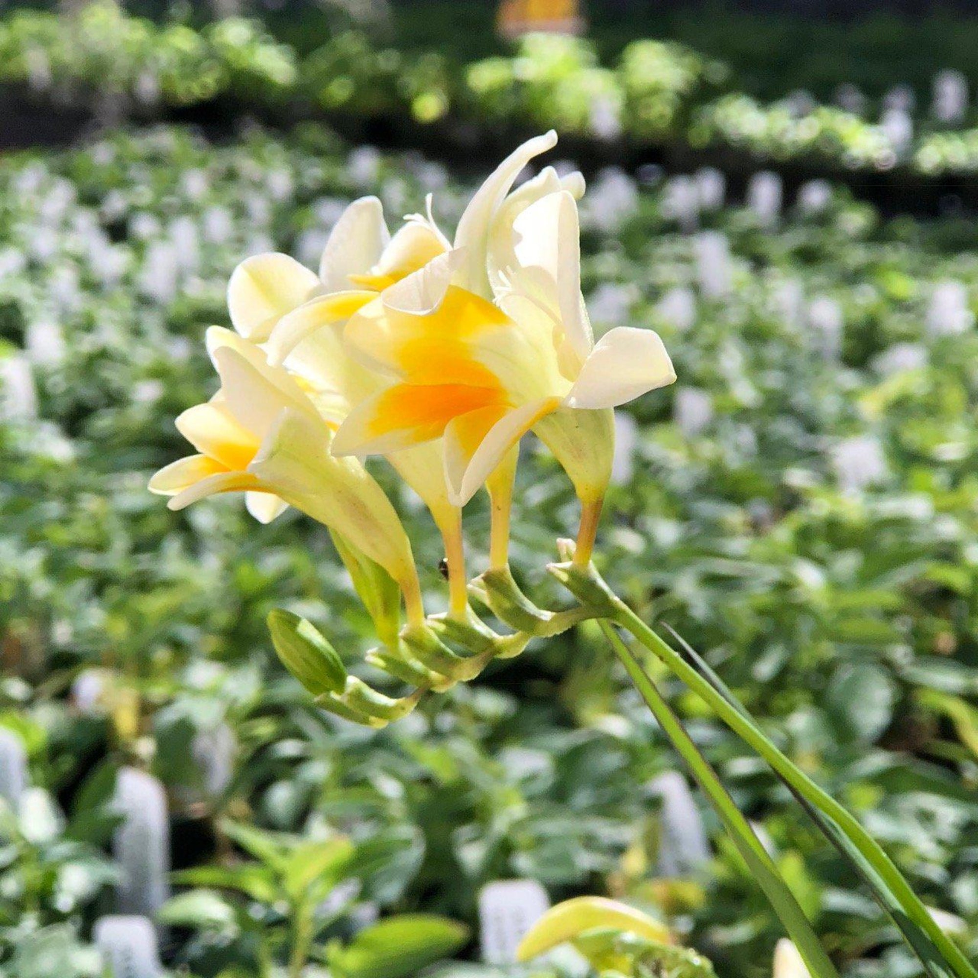 Easy to Grow Bulbs Freesia Heirloom Antique Alba - Thumbnail 5