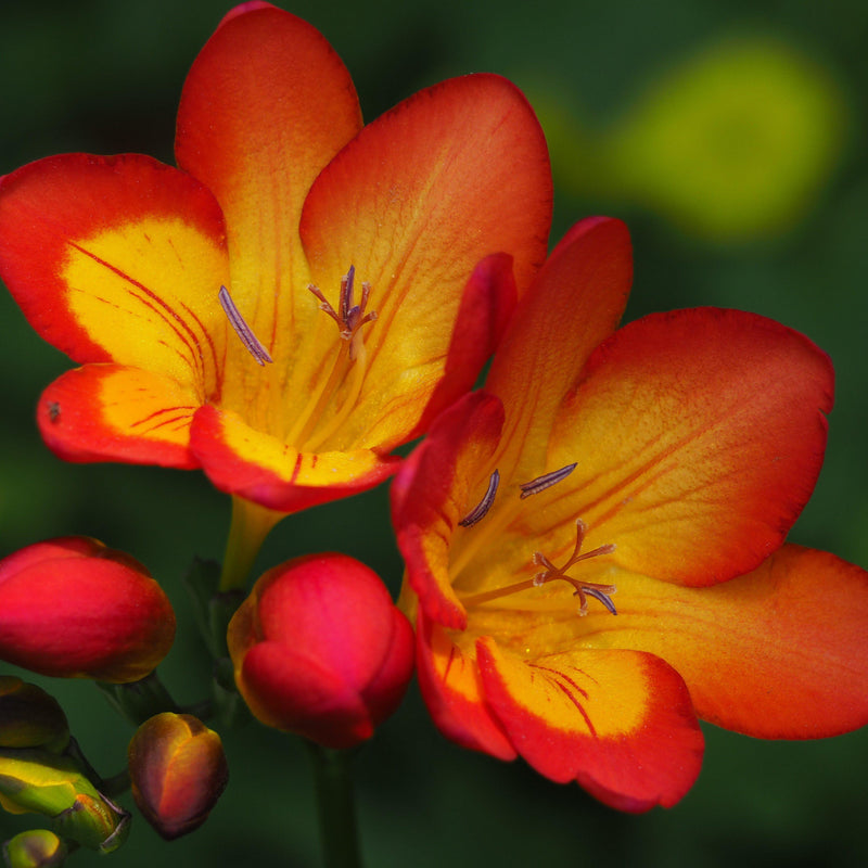 Fiery red and yellow bi-color freesias