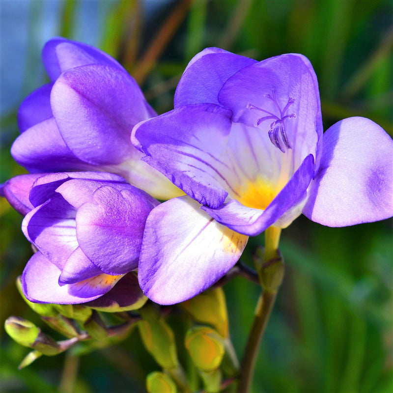 Purple single freesia flower