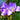 Purple freesia flowers