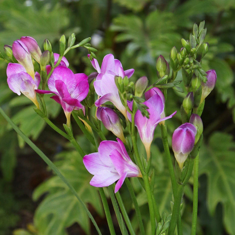 Stems Full of Pink Freesia Blooms