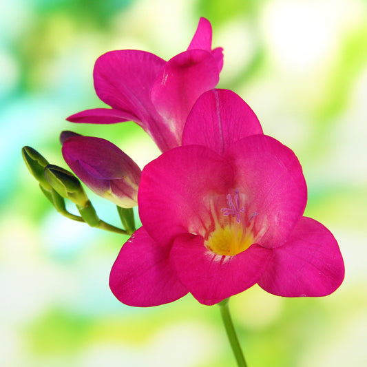 Single Pink Freesia Bloom 