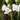 Single white freesia flowers