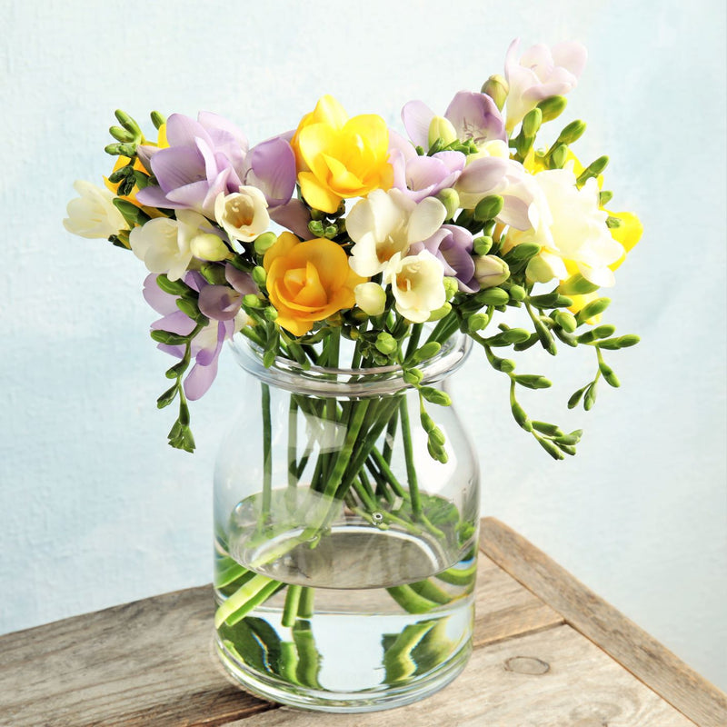 Freesia Sunny Day Collection