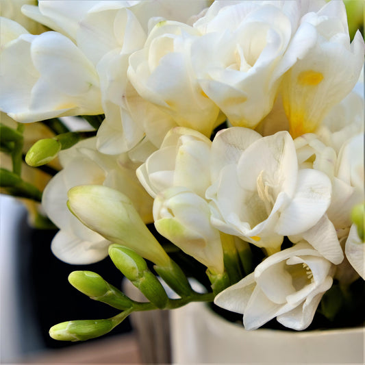 Freesia single and double white blooms