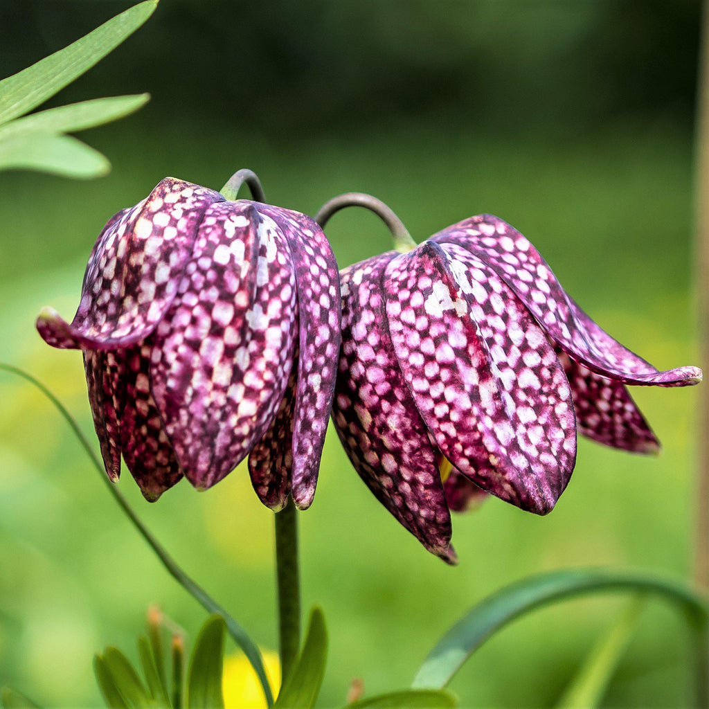 Fritillaria Bulbs For Sale Easy To Grow Bulbs fritillaria-bulbs-for-sale-easy-to-grow-bulbs