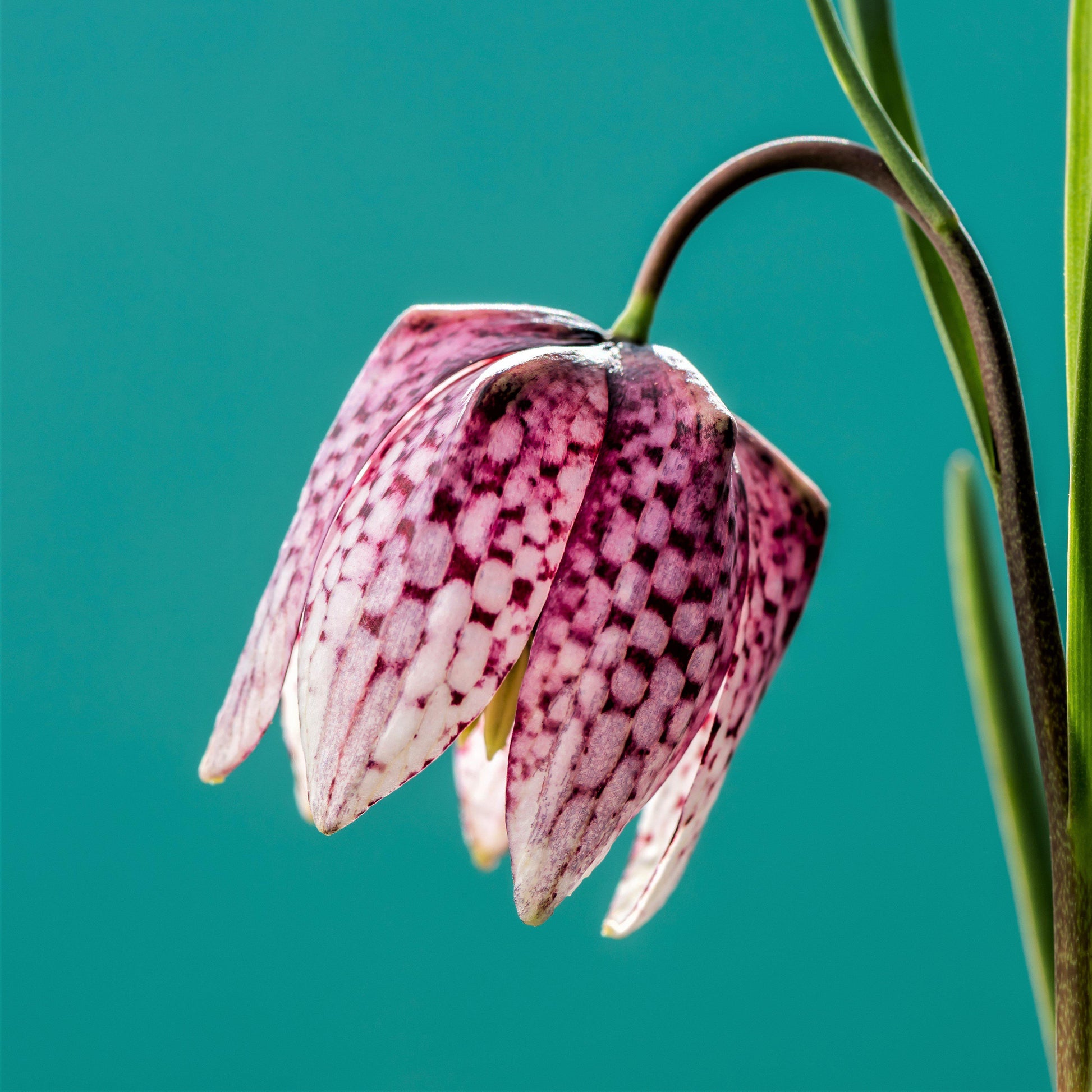 upside down lily flower Easy to Grow Bulbs Fritillaria