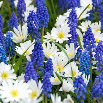 Muscari and Anemone Bulbs for Sale | Fun and Flirty Blend – Easy To ...