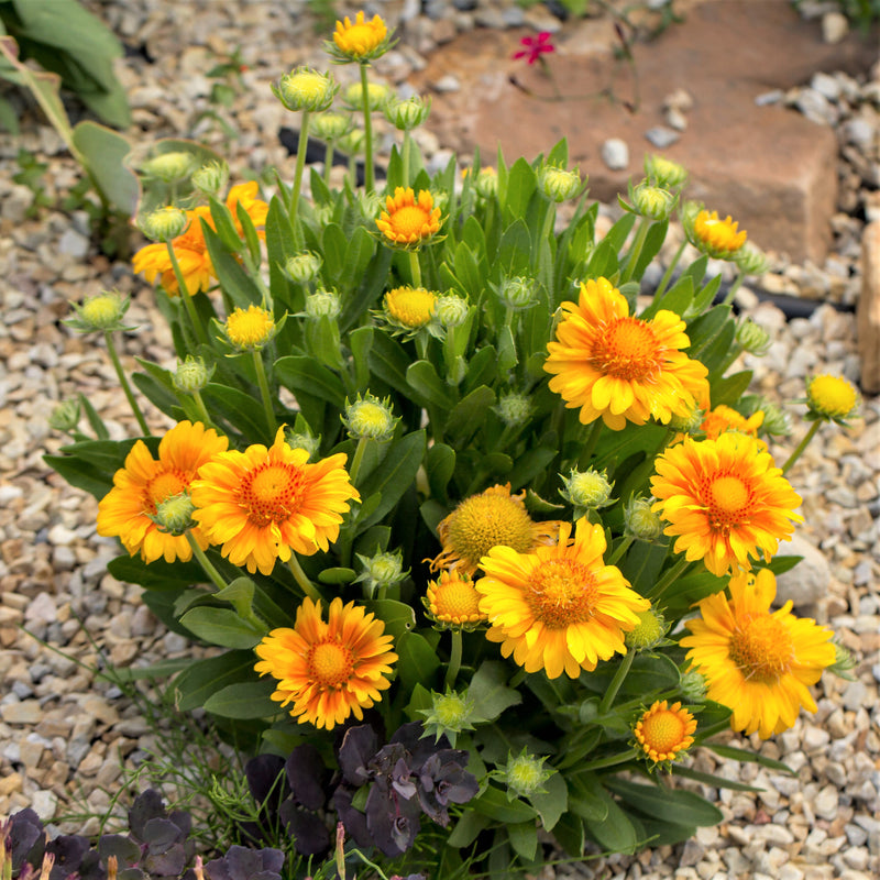 Numerous Healthy Blooms on a Gaillardia Plant
