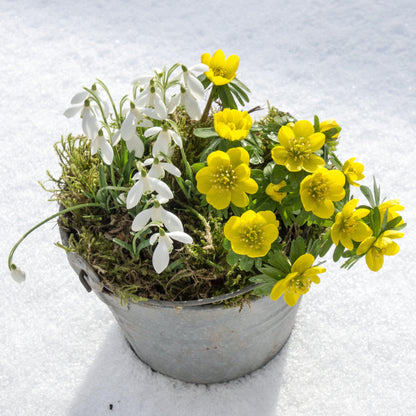 Potted White and Yellow Eranthis Mix