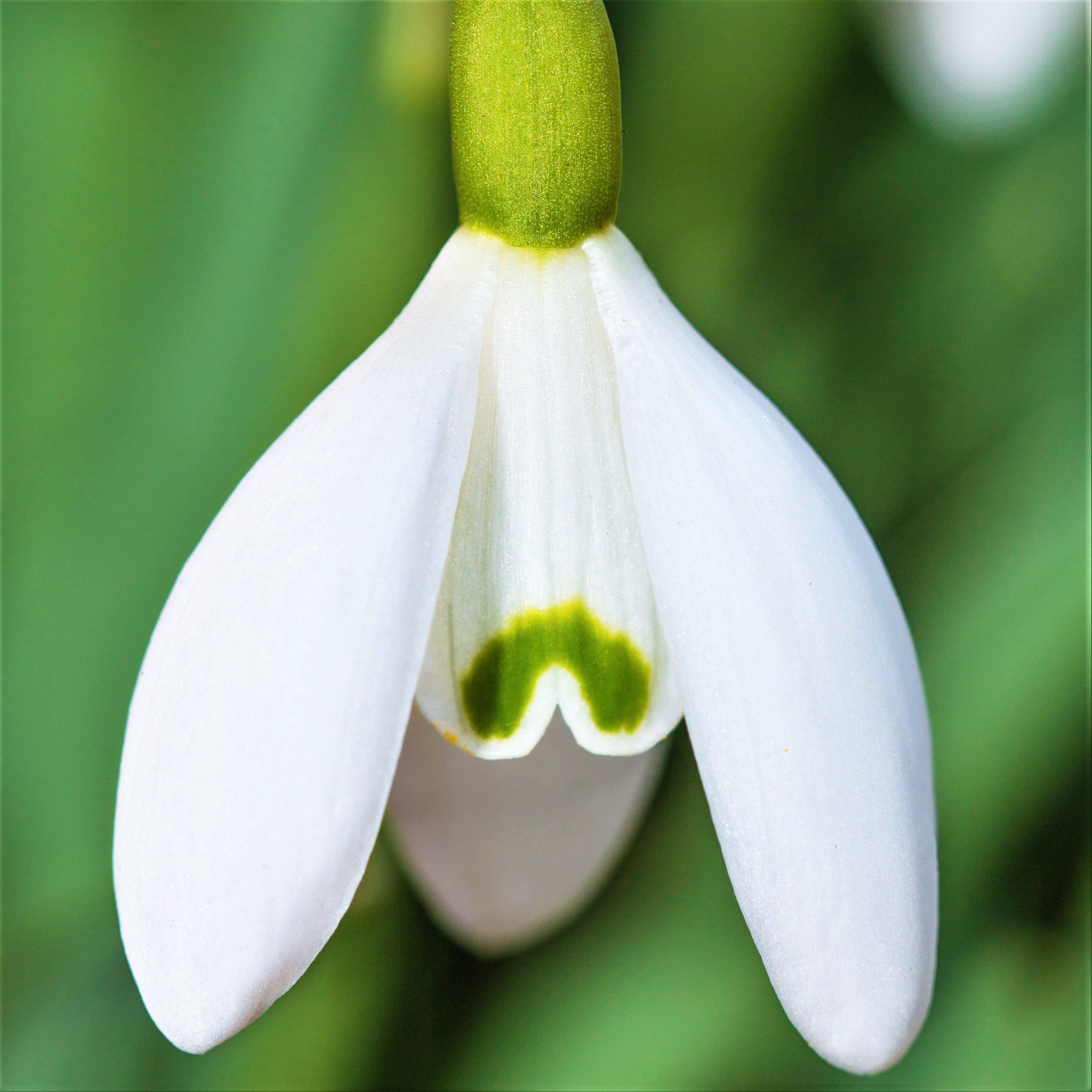 Snowdrop Bulbs For Planting Now UK/Strong Plants That Grow Well/Mix Golden Jade Carving Feels