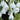 Delicate White Galtonia Blooms