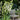 Blooming White Galtonia Branches
