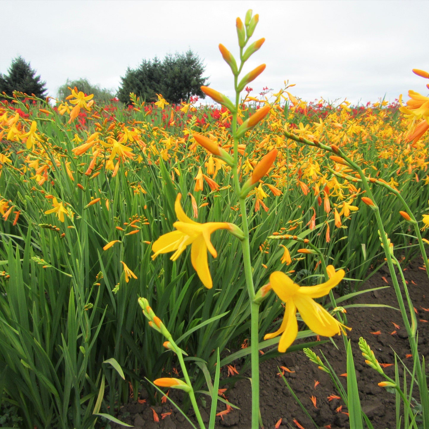 A field full of yellow "George Davison" Crocosmia blooms