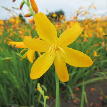 Beautiful golden yellow "George Davison" Crocosmia bloom