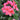 Rose-Pink blooms Geranium Black Velvet Rose