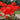 Scarlet Red blooms Geranium Black Velvet Scarlet