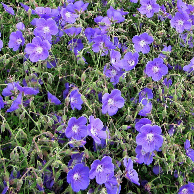 A constellation of beautiful blue lavender flowers cover this perennial geranium