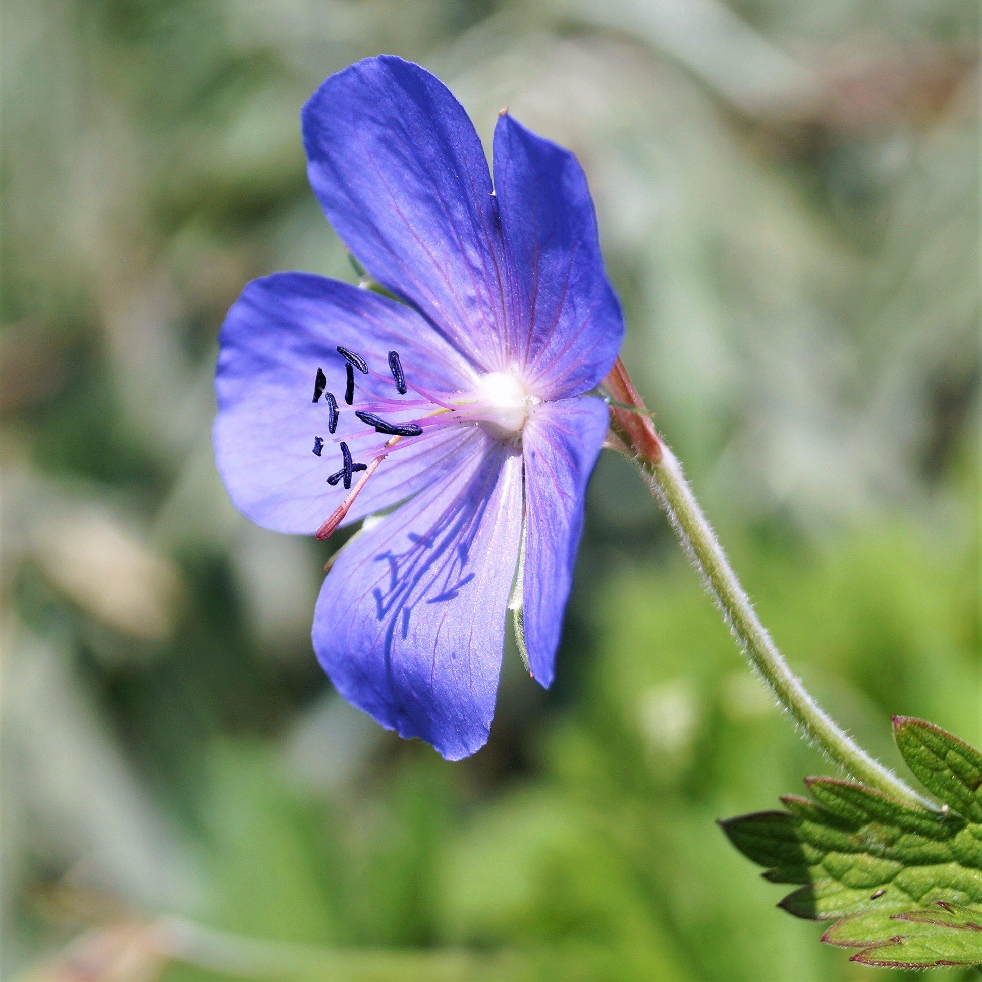 Beautiful Lavender-Blue "Johnson's Blue" Geranium Bloom