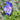 Bold Blue Geranium Bloom
