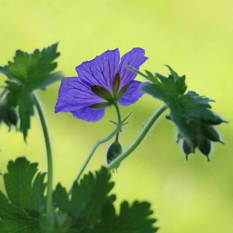 Pointy Foliage Gives Way to a Bold Blue Geranium