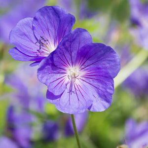 A Duo of Deep-Purple "Kashmir Purple" Geranium Blooms