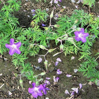 Beautiful, Ground-Covering "Kashmir Purple" Geranium