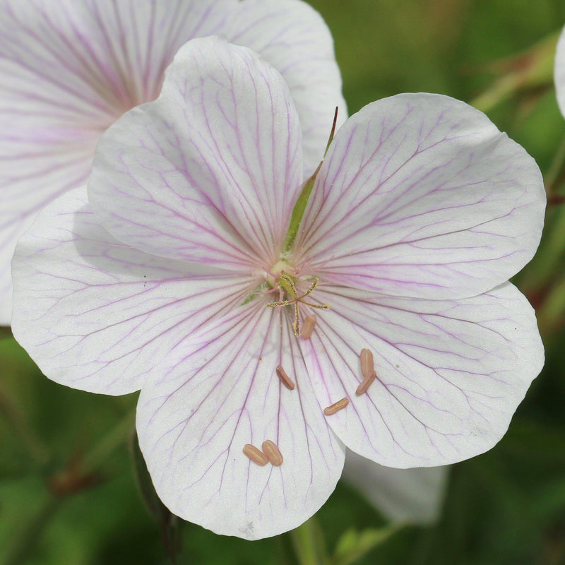 Pink-Veined White Geranium Bloom