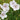 A Multitude of White Geraniums