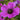 purple geranium flower