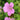 Pastel Pink Geranium Flower