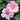 Pastel Pink Geranium Bloom