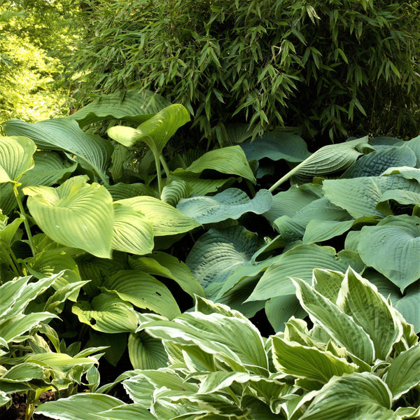Large Beautiful Hosta Plants For Sale