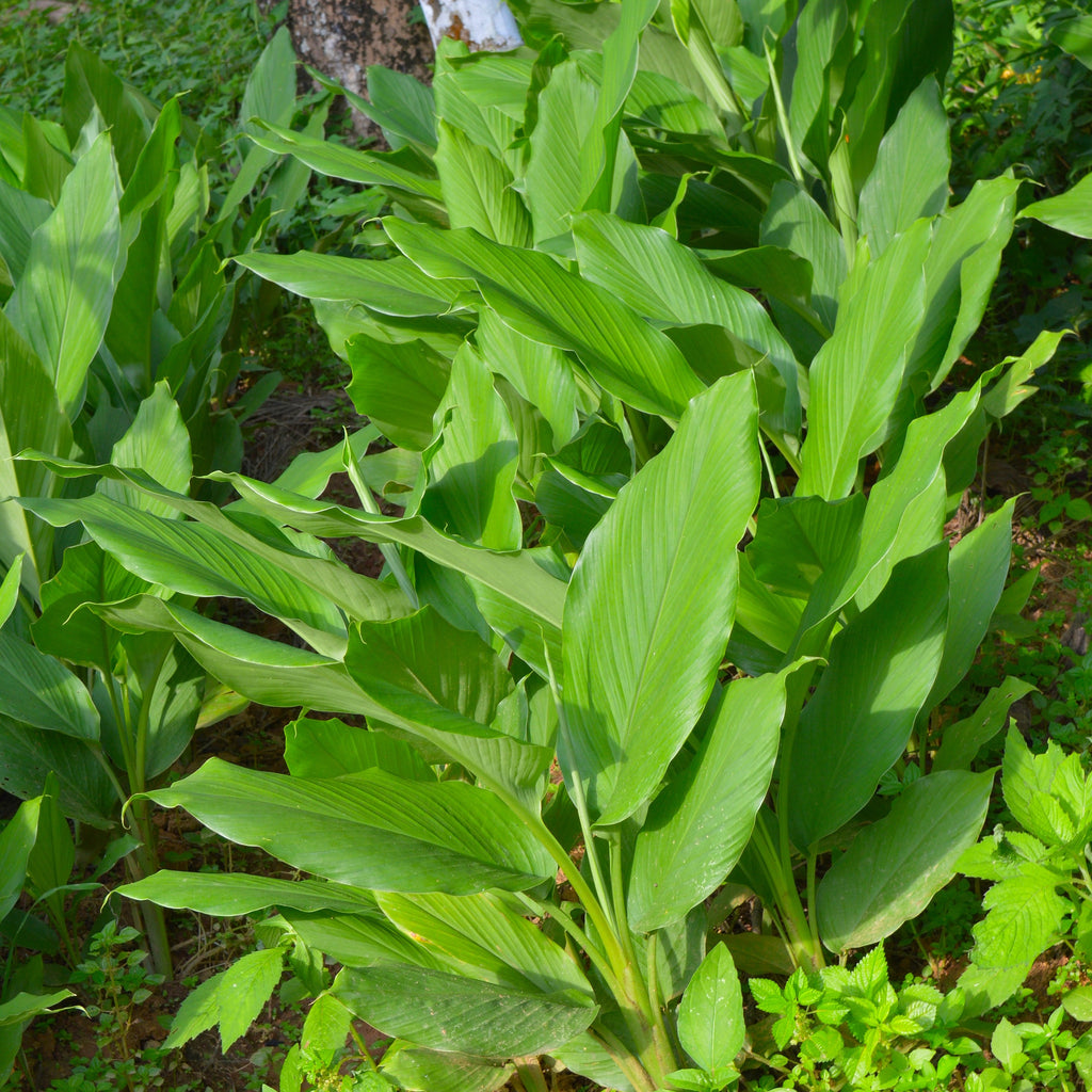 Curcuma Longa Plant