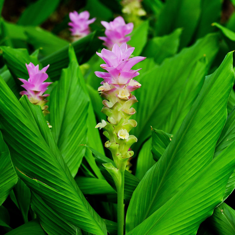 Known for its dramatic bold, foliage and flamboyant flowers, Curcuma longa is a fabulous tropical plant to add to your garden