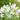 Agapanthus Glacier Stream White Flower